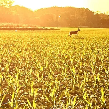 Βίλα Wassermuehle - Alleinlage Fuer Retreats, Workshops, Family & Friends Triglitz