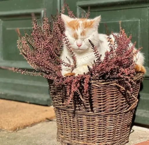 ヴィラ Wassermuehle - Alleinlage Fuer Retreats, Workshops, Family & Friends *